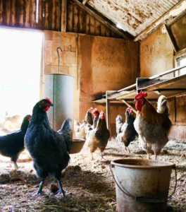 a group of chickens in a barn